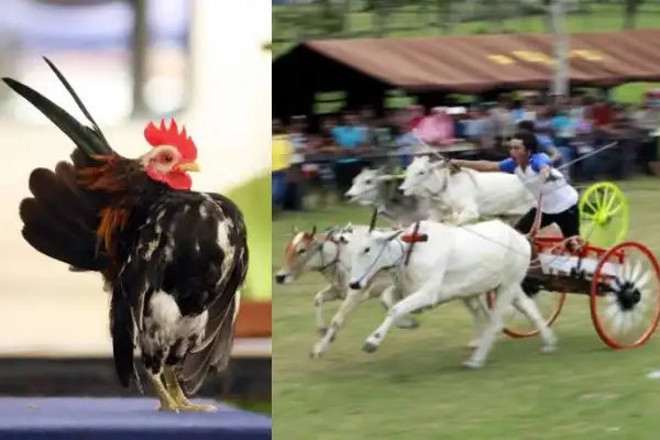 Bahas APBD Perubahan, Lomba Roda Sapi Sampai Kontes Kecantikan Ayam Jadi Usulan DPRD Sulut