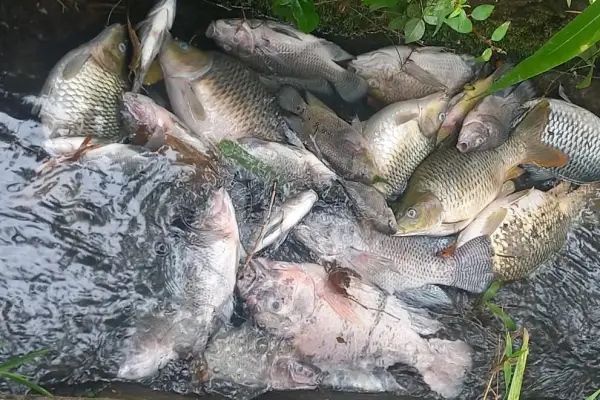 Warga Resah, Ratusan Ikan Mati di Telaga Popontolen Diduga Akibat Limbah 10 Warga Resah, Ratusan Ikan Mati di Telaga Popontolen Diduga Akibat Limbah