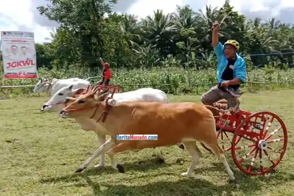 Bupati Joune Ganda Bikin Kejutan! HUT ke-80 RI di Minut akan Pecah dengan Pacuan Kuda & Roda Sapi