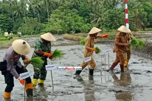 Desa Tontalete Perkuat Ketahanan Pangan, Lahan Tidur Kini Ditanami Padi