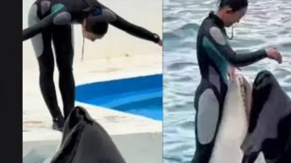 Misteri Jessica Radcliffe, Pelatih yang Ditelan Orca: Ngerinya Tipuan AI dan Minimnya Verifikasi