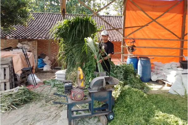 Pengusaha Pakan Ternak Ini Buktikan KUR BRI Bisa Bikin Usaha Berkembang