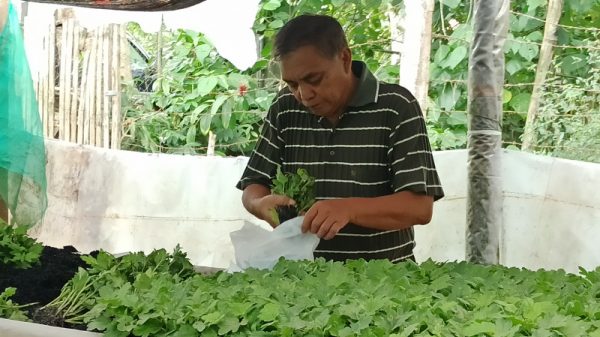Budidaya Bibit Bunga Krisan 'Gampang-gampang Susah' 9 Budidaya Bibit Bunga Krisan 'Gampang-gampang Susah'