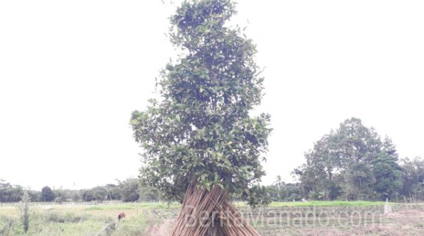 Kopi Langowan, Antara Nostalgia Sejarah, Secangkir Minuman Hingga Nama Kampung 9 Kopi Langowan, Antara Nostalgia Sejarah, Secangkir Minuman Hingga Nama Kampung