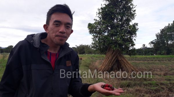 Kopi Langowan, Antara Nostalgia Sejarah, Secangkir Minuman Hingga Nama Kampung 8 Kopi Langowan, Antara Nostalgia Sejarah, Secangkir Minuman Hingga Nama Kampung