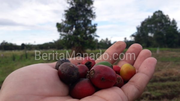 Kopi Langowan, Antara Nostalgia Sejarah, Secangkir Minuman Hingga Nama Kampung 10 Kopi Langowan, Antara Nostalgia Sejarah, Secangkir Minuman Hingga Nama Kampung