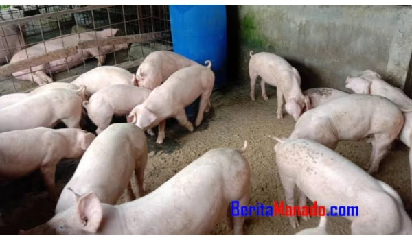 BPS: Daging Babi, Tomat dan Cabai Tekan Inflasi Sulut Agustus 2025