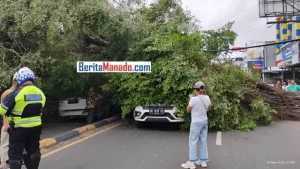 BREAKING NEWS: Pohon Tumbang di Bahu Malalayang Timpa Tiga Mobil