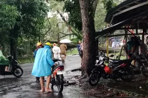 Hujan Deras dan Angin Kencang Landa Minahasa Utara, Pohon Tumbang dan Rumah Warga Rusak