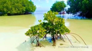 Herman Kempirmase Ajak Warga Kepulauan Tanimbar Jaga Ekosistem Pantai
