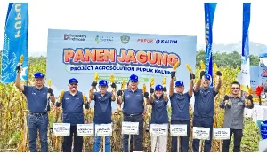 Agrosolution Pupuk Kaltim Dongkrak Produktivitas Jagung Maros 140 Persen