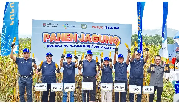 Agrosolution Pupuk Kaltim Dongkrak Produktivitas Jagung Maros 140 Persen