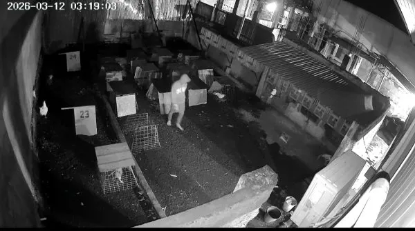 Aksi Pencurian Ayam Tertangkap Kamera CCTV, Kerugian Capai Rp5 Juta