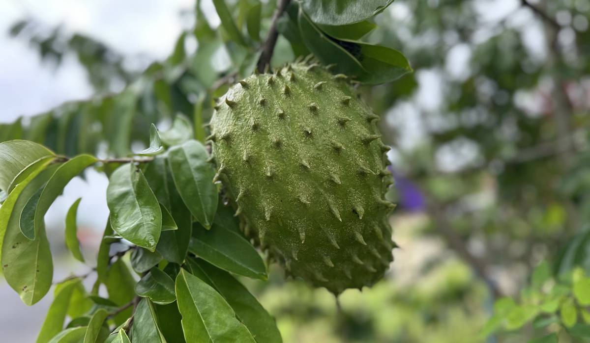 Manfaat Buah Sirsak untuk Kesehatan, dari Imun hingga Jantung