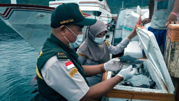 Perdagangan Meningkat, Karantina Tahuna Pastikan Komoditas Sangihe Aman dan Bebas Hama 1 Perdagangan Meningkat, Karantina Tahuna Pastikan Komoditas Sangihe Aman dan Bebas Hama