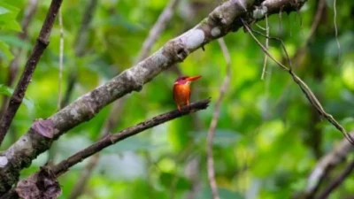 Sulawesi Rumah 159 Spesies Burung Langka, Terbanyak di Indonesia