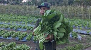 Seksi PSE Paroki St. Petrus Langowan Panen Sayur Organik