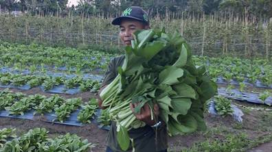 Seksi PSE Paroki St. Petrus Langowan Panen Sayur Organik