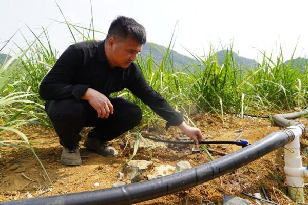 Li Jinwei, kepala Guangxi Laibin Jinxin Agricultural Co., Ltd., memeriksa pertumbuhan tebu di Kota Qianjiang, Distrik Xingbin, Kota Laibin, Daerah Otonom Etnis Zhuang Guangxi, China selatan, pada 18 Maret 2026. (Xinhua/Guo Yifan)