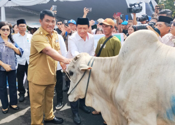 Masuk Tahun Kedua Kepemimpinan, Gubernur Yulius Selvanus Salurkan 46 Sapi Kurban 8 Masuk Tahun Kedua Kepemimpinan, Gubernur Yulius Selvanus Salurkan 46 Sapi Kurban