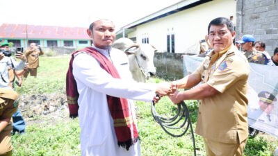 Hadirkan Semangat Berbagi, Gubernur Yulius Selvanus Serahkan Sapi Kurban Bantuan Presiden RI