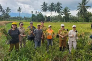 Lahan Tak Sampai 1 Hektare, Petani Minahasa Utara Buktikan Produktivitas Padi Melonjak