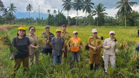 Lahan Tak Sampai 1 Hektare, Petani Minahasa Utara Buktikan Produktivitas Padi Melonjak