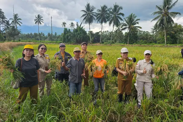 Lahan Tak Sampai 1 Hektare, Petani Minahasa Utara Buktikan Produktivitas Padi Melonjak 8 Lahan Tak Sampai 1 Hektare, Petani Minahasa Utara Buktikan Produktivitas Padi Melonjak