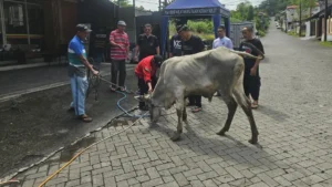 PWM Sulut Sembelih 2 Sapi dan 1 Kambing, Tebar Kepedulian untuk Ratusan Penerima di Manado