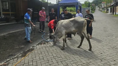 PWM Sulut Sembelih 2 Sapi dan 1 Kambing, Tebar Kepedulian untuk Ratusan Penerima di Manado