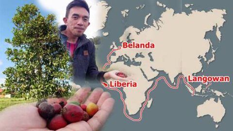 Pohon Kopi di Desa Sumarayar Ini Bikin Penasaran, Ternyata Jenis Langka Liberika