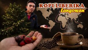 Ini Selayang Pandang Sejarah Tanaman Kopi di Langowan