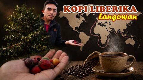 Ini Selayang Pandang Sejarah Tanaman Kopi di Langowan