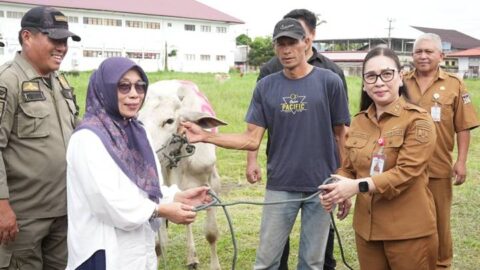 Pemkab Minahasa Bersedekah, Vanda Sarundajang Serahkan Hewan Kurban