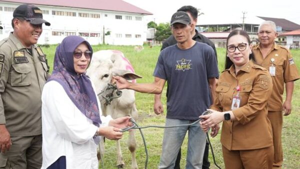 Pemkab Minahasa Bersedekah, Vanda Sarundajang Serahkan Hewan Kurban 8 Pemkab Minahasa Bersedekah, Vanda Sarundajang Serahkan Hewan Kurban