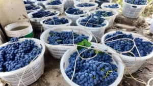 Kisah Industri Anggur Unggulan Yunnan Tembus Indonesia