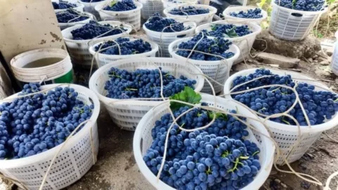Foto yang diabadikan pada 12 Mei 2026 ini menunjukkan buah anggur segar yang baru dipetik para petani di Komunitas Liujiawan di wilayah Binchuan, Provinsi Yunnan, China barat daya. (Xinhua/Wang Xiansi)