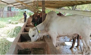 Sapi Bali Paling Diburu Jelang Iduladha 2026, Orderan Pedagang di Manado Melonjak