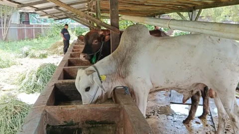 Sapi Bali Paling Diburu Jelang Iduladha 2026, Orderan Pedagang di Manado Melonjak