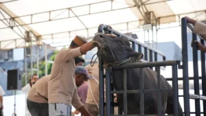 Pertamina Sulawesi Salurkan 110 Sapi Kurban untuk Masyarakat