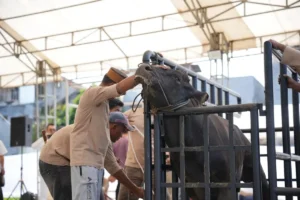 Pertamina Sulawesi Salurkan 110 Sapi Kurban untuk Masyarakat