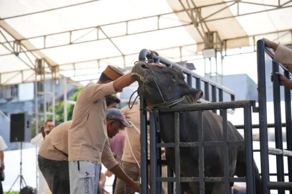 Pertamina Sulawesi Salurkan 110 Sapi Kurban untuk Masyarakat