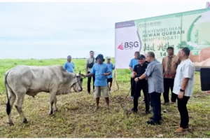 Idul Adha 1447 H, BSG Tebar Kepedulian Lewat 19 Ekor Hewan Kurban