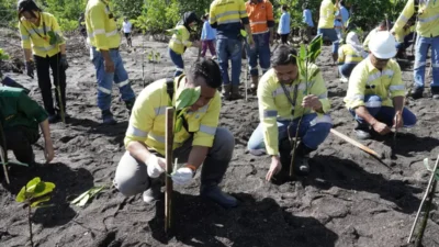 1.000 Mangrove Ditanam di Pantai Bolang Kampung Ambong Liktim, untuk Cegah Abrasi