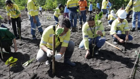 1.000 Mangrove Ditanam di Pantai Bolang Kampung Ambong Liktim, untuk Cegah Abrasi