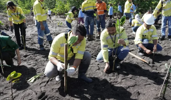 1.000 Mangrove Ditanam di Pantai Bolang Kampung Ambong Liktim, untuk Cegah Abrasi