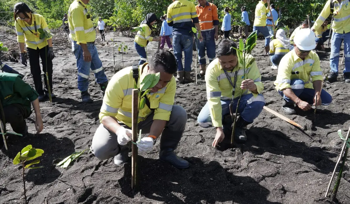 1.000 Mangrove Ditanam di Pantai Bolang Kampung Ambong Liktim, untuk Cegah Abrasi