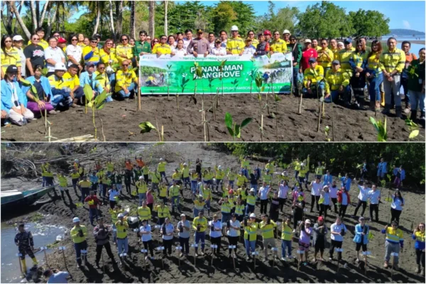 1.000 Mangrove Ditanam di Pantai Bolang Kampung Ambong Liktim, untuk Cegah Abrasi