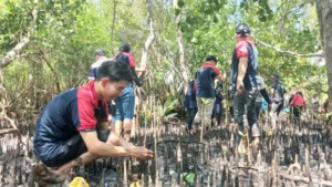 Alfamidi Tanam 1.000 Mangrove di Likupang, Perkuat Perlindungan Pesisir dan Ekonomi Warga