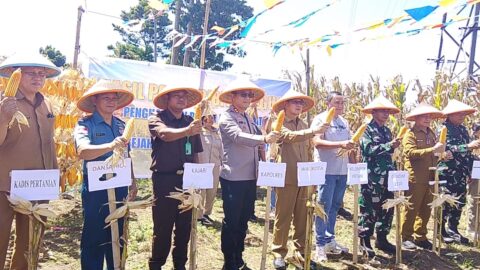Bitung Panen Besar! 20 Ton Jagung Dipetik, 8 Ton Disiapkan Jadi Bibit Unggul Dukung Swasembada Pangan
